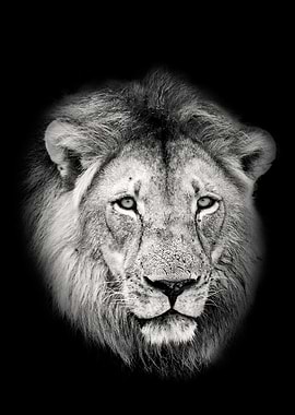 Lion Male Portrait Closeup