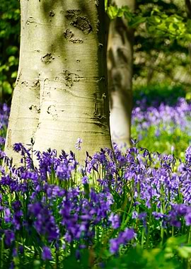 Bluebell Field