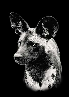 Painted Dog Close Up