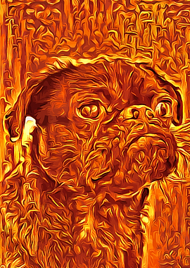 Pug Golden 1