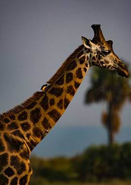 bird riding giraffe