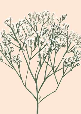 Classic Baby Breath White