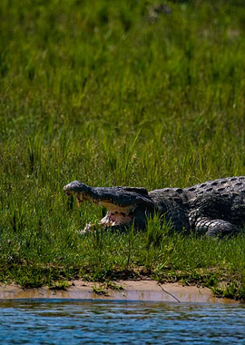 Crocodile