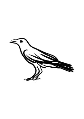 Black Crow