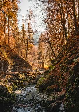 Autumn Gorge Switzerland