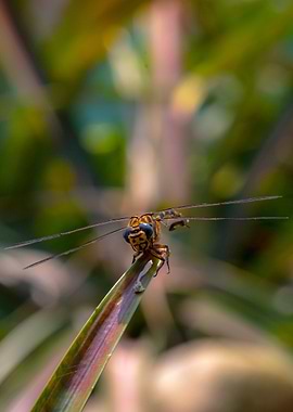 Dragonfly