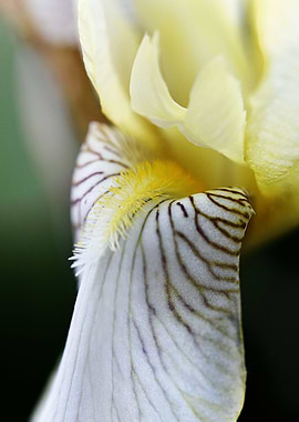 Yellow heavy lily flower