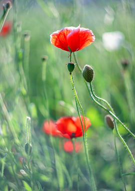 Red field poppies, meadow
