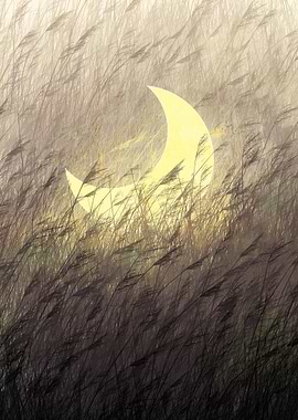 crescent moon weeds night