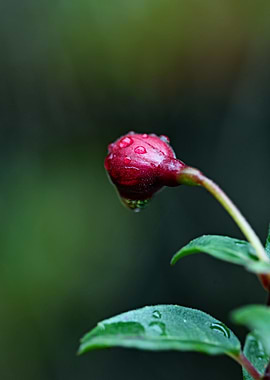 Closed rose in the rain