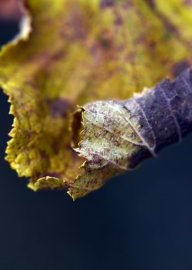 withered autumn leaf