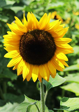 A sunflower