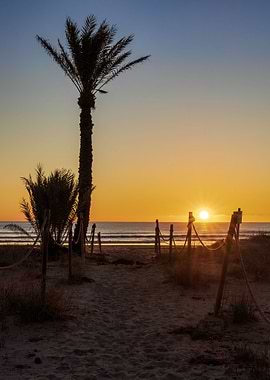 Palm tree sunrise beach