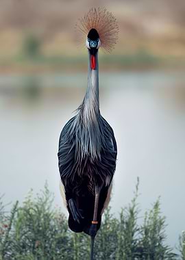 Grey crowned crane