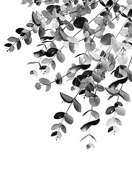 Eucalyptus BW Delight 1
