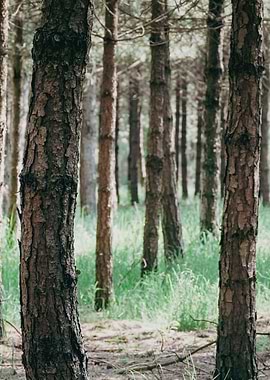 Pine Forest