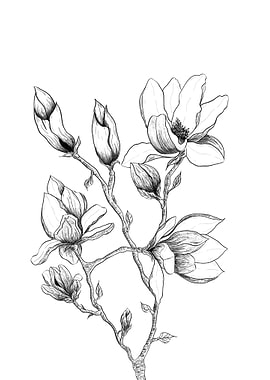 The Lovely Magnolia Flower