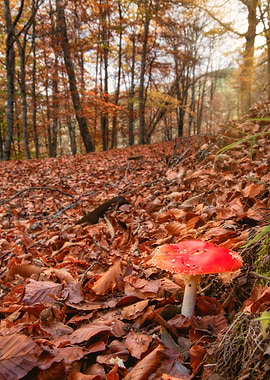 Mushroom in autumn