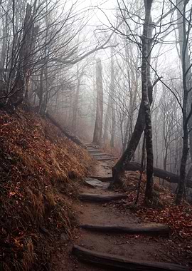 The Foggy Path