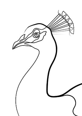 Peacock Line Portrait