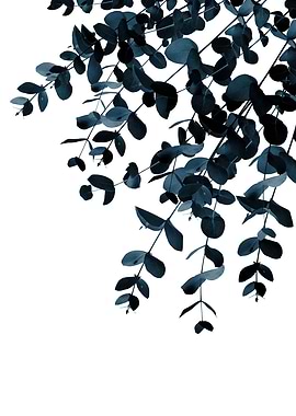 Eucalyptus Blue Delight 1