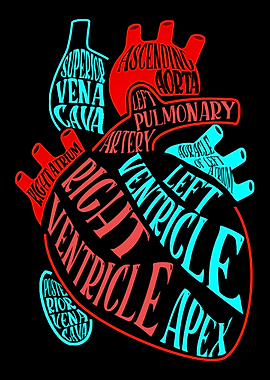 Anatomy Heart Doctor Nurse