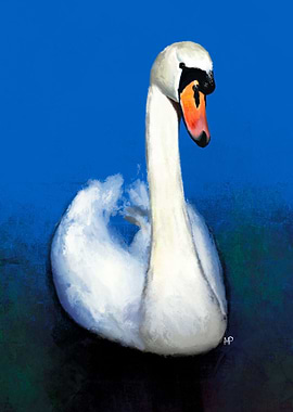 Mute Swan