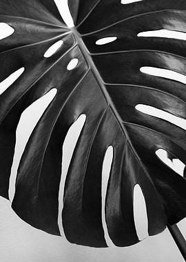 Monstera Leaf 3