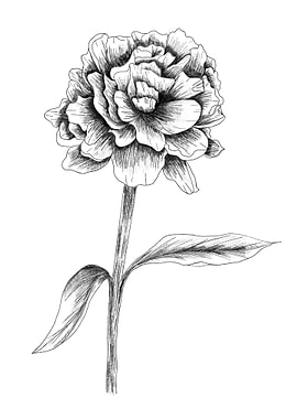 Peony
