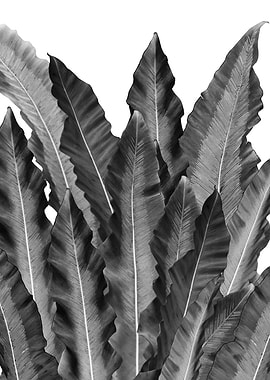 Underwater Leaves Dream 1