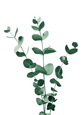 Eucalyptus Branch Dream 1