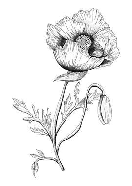 Poppy Flower