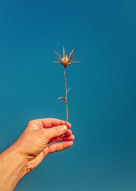 holding a dry thistle