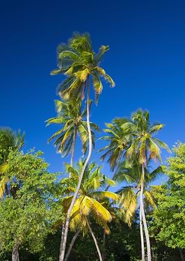 Coconut Palms on Tropical