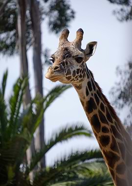 Giraffe
