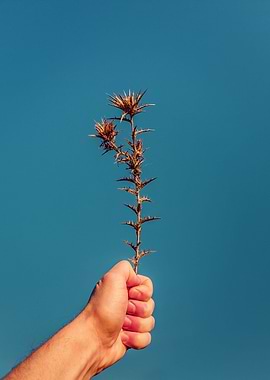 hand holding a dry thorn