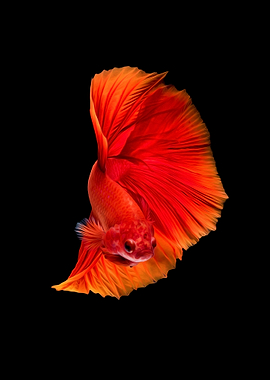 Betta fish siamese Koi III