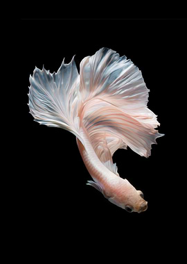 Betta fish siamese Koi V