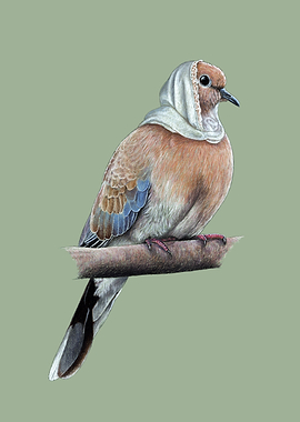 Laughing dove