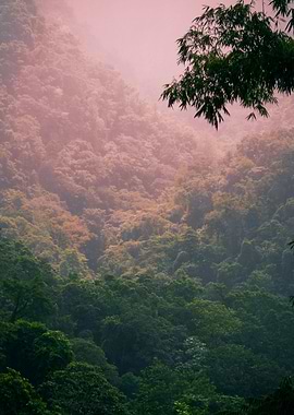 Tropical Forest