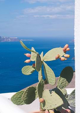 Santorini Cacti Dream 1