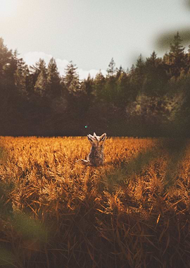 little fox in a field