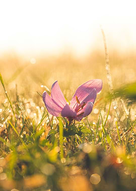 Autumn Crocus Sunrise