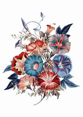 Japanese Morning Glories