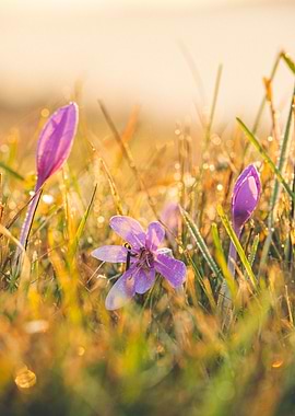 Autumn Crocus