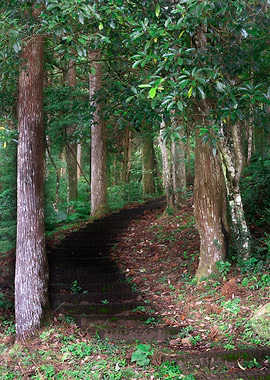 Ecological Trail Stairs