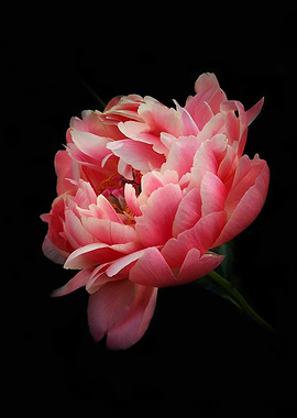 Pink peony