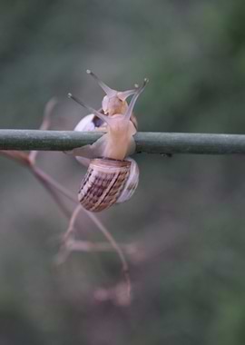 Two Cernuella Virgata 1