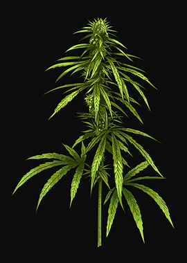 Cannabis Plant Weed THC