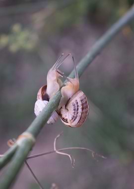 Two Cernuella virgata 2